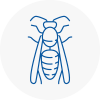 Guildford Wasp Nest Removal